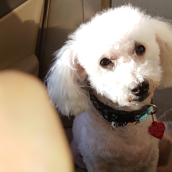 Meet your Posher, Tomy & kids - Picture 2 of 3